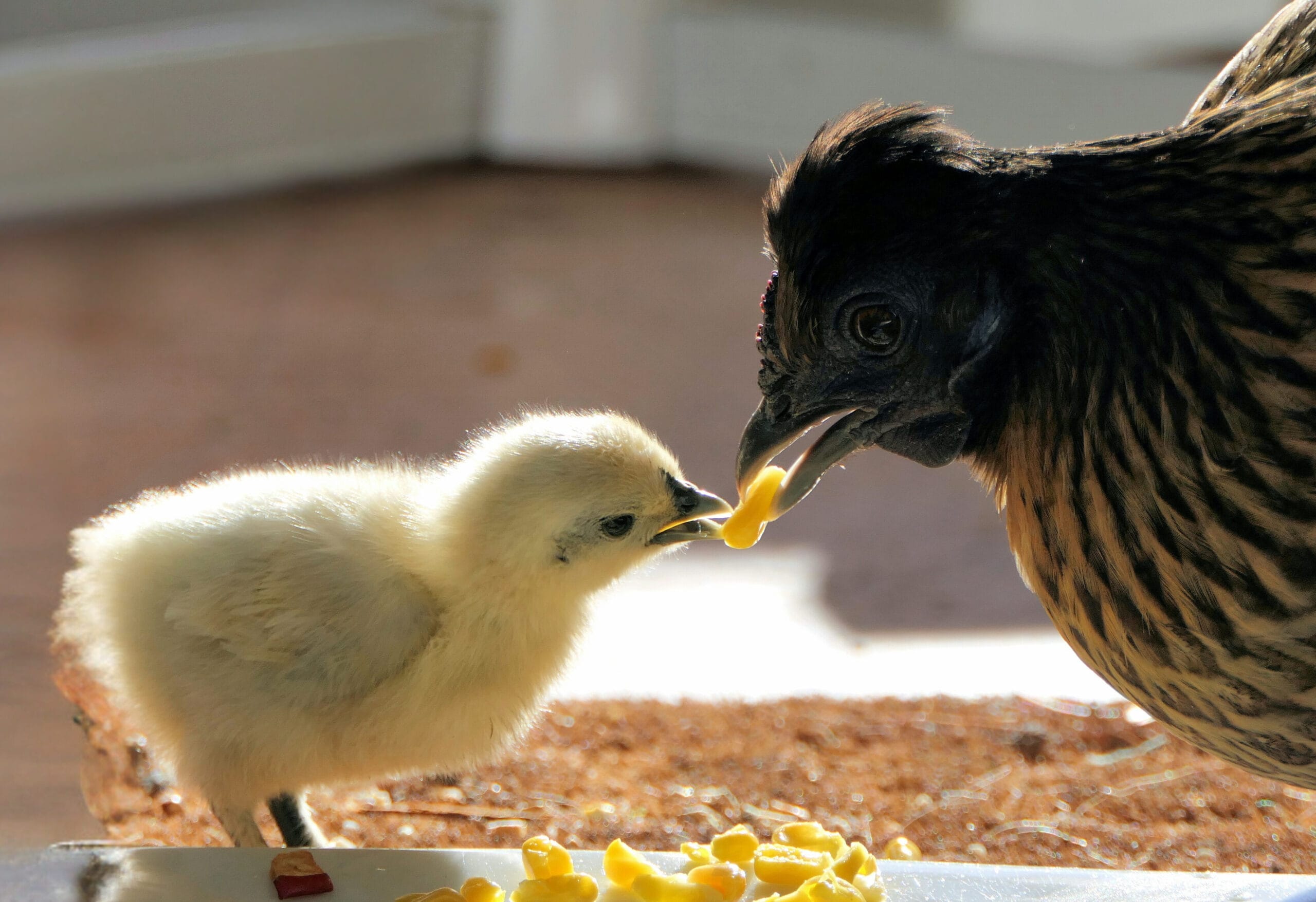 De beste mediators: de opleiding na het diploma